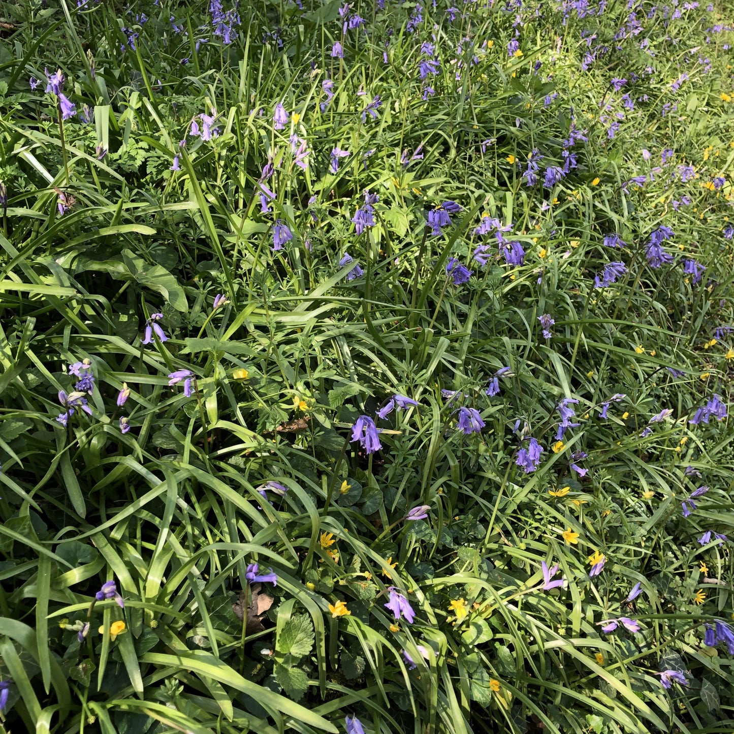 Woodland edge seed mix