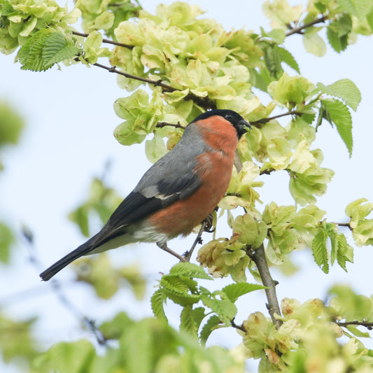 Bulfinch in Wych elm