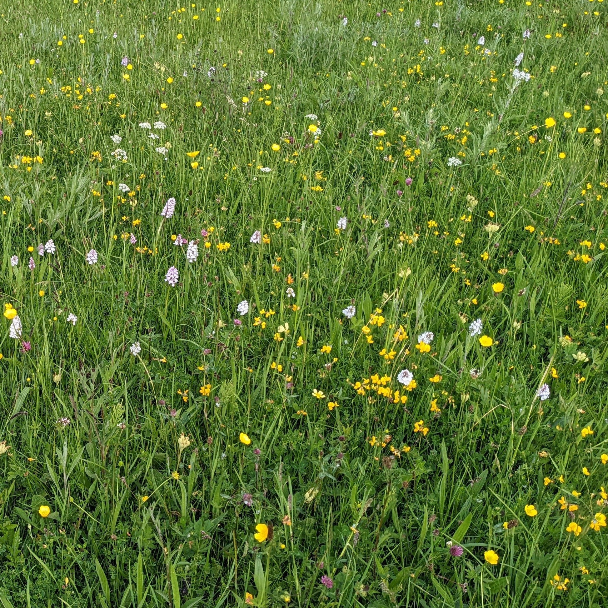 West Dorset meadow 