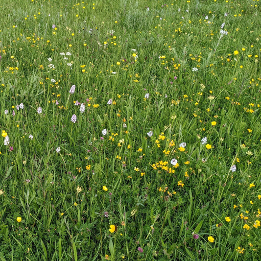 West Dorset meadow 