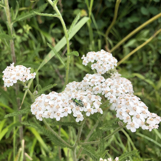 Yarrow Achillea millefolium and Thick-legged flower beatle