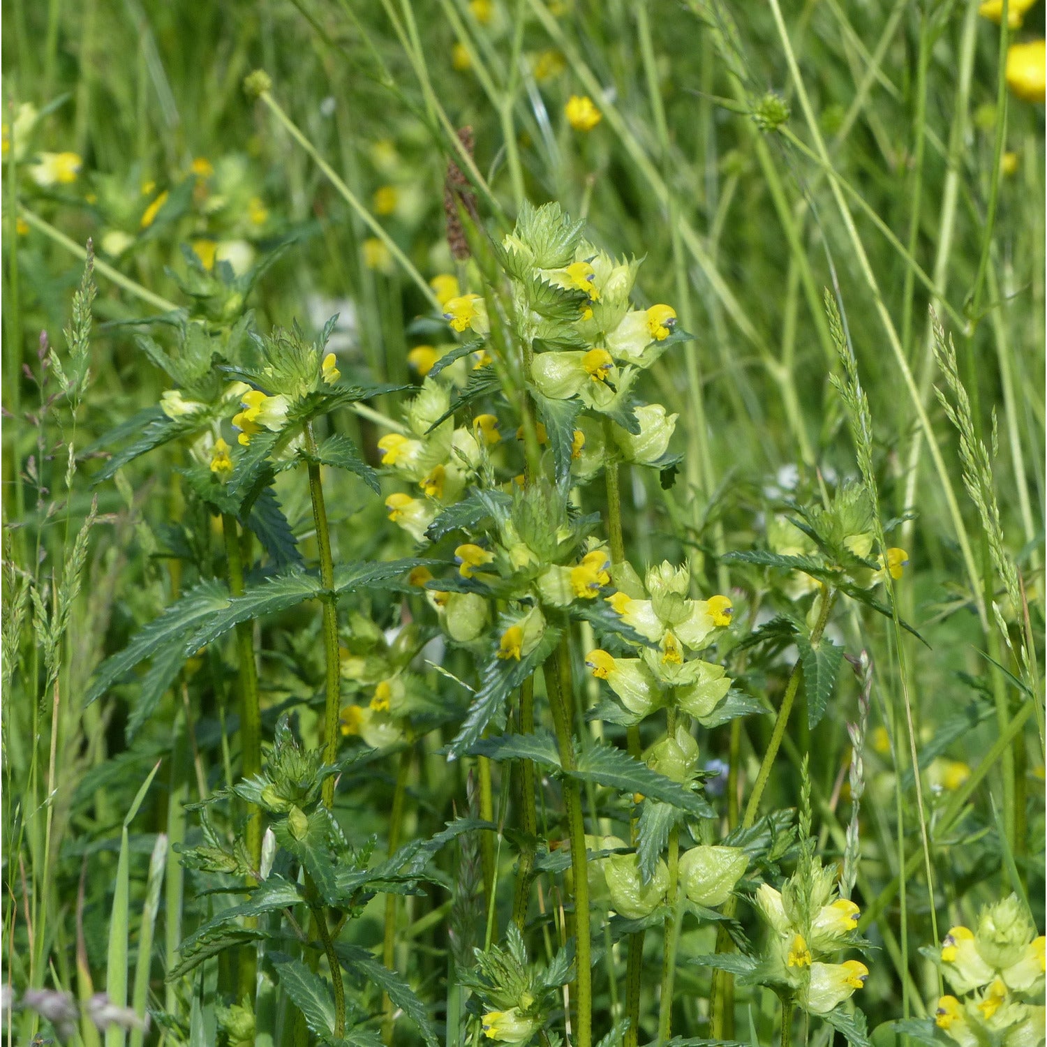 Rhinanthus minor