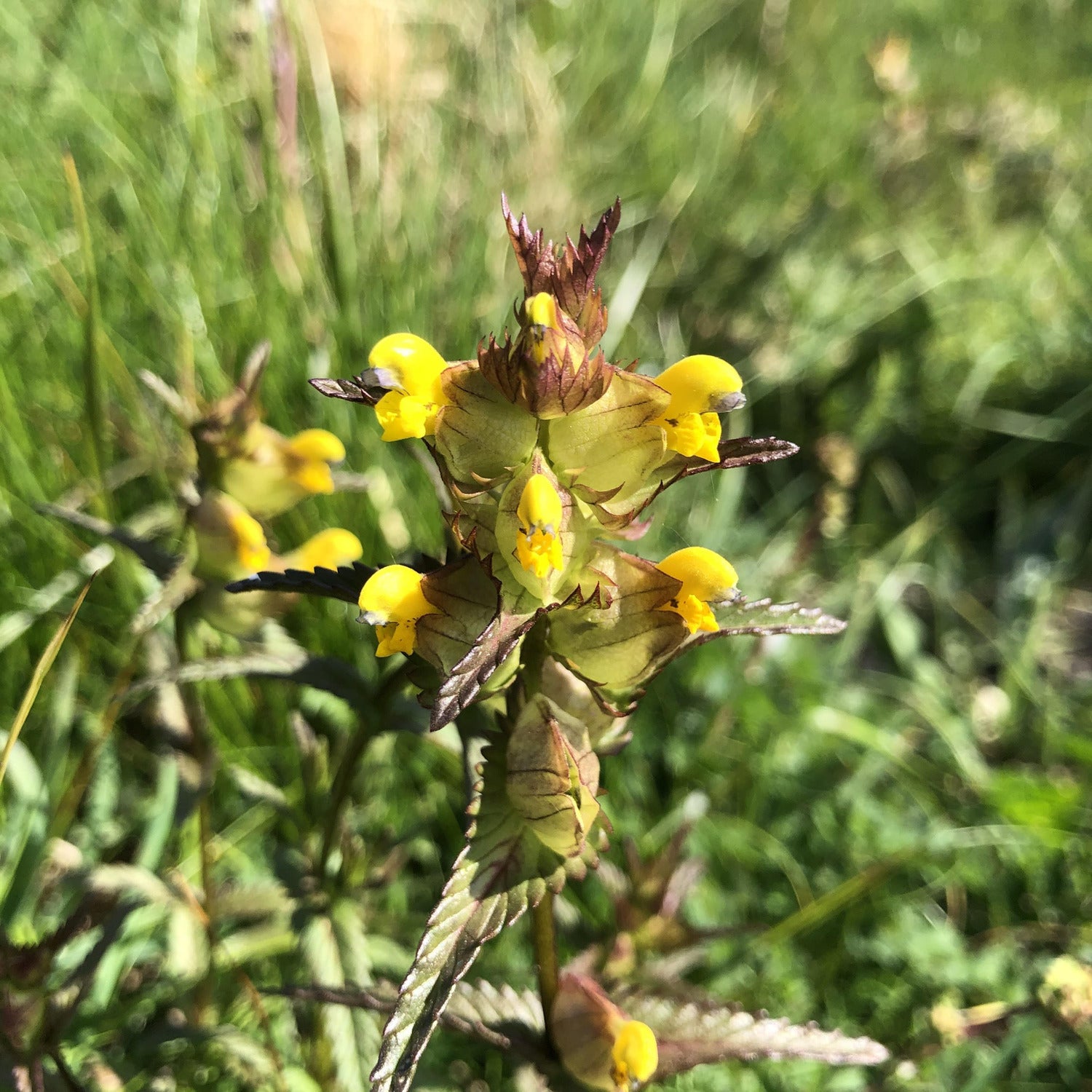 Yellow Rattle