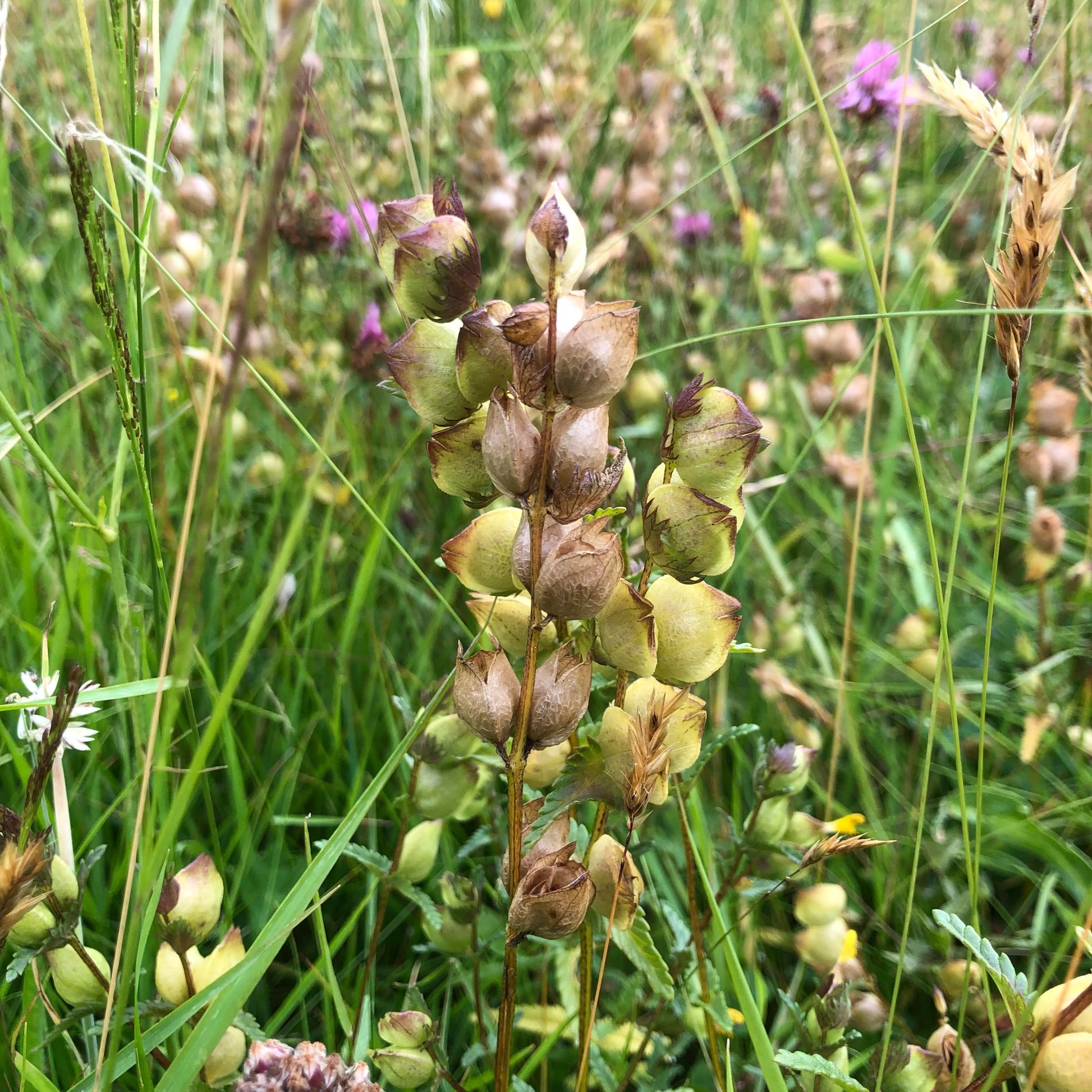 Yellow Rattle, Rhinanthus minor, late June