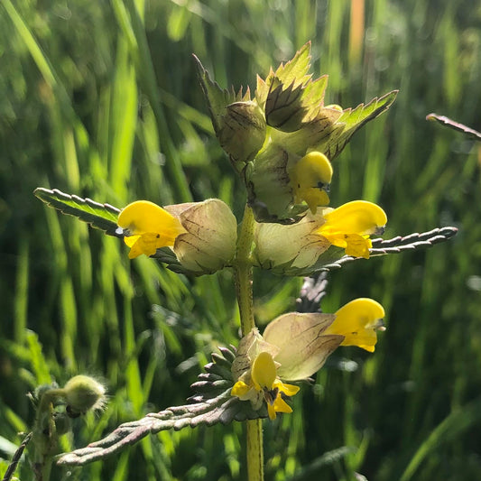 Yellow Rattle, Rhinanthus minor