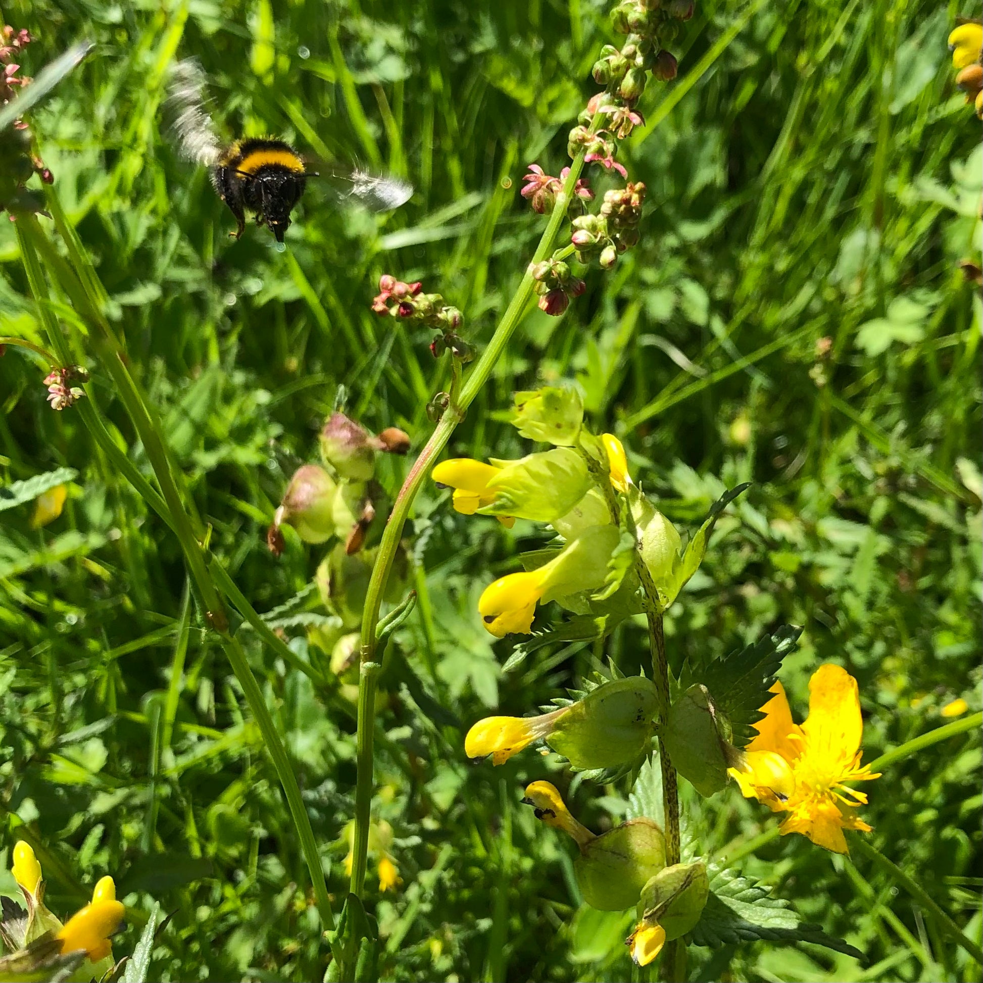 Yellow Rattle, Rhinanthus minor