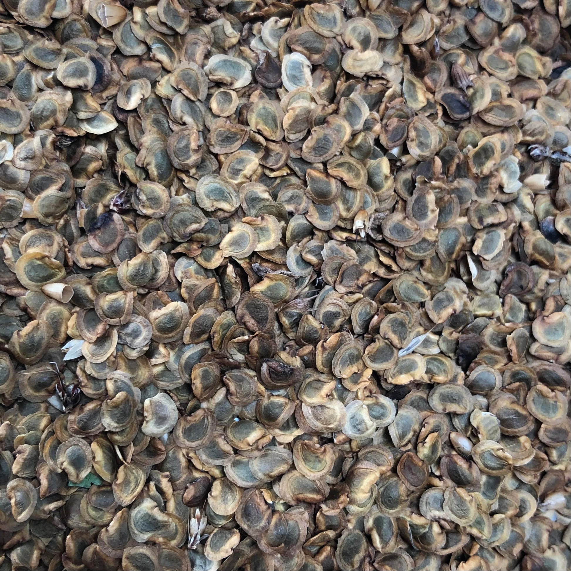 Yellow Rattle (Rhinanthus minor) seed after harvesting