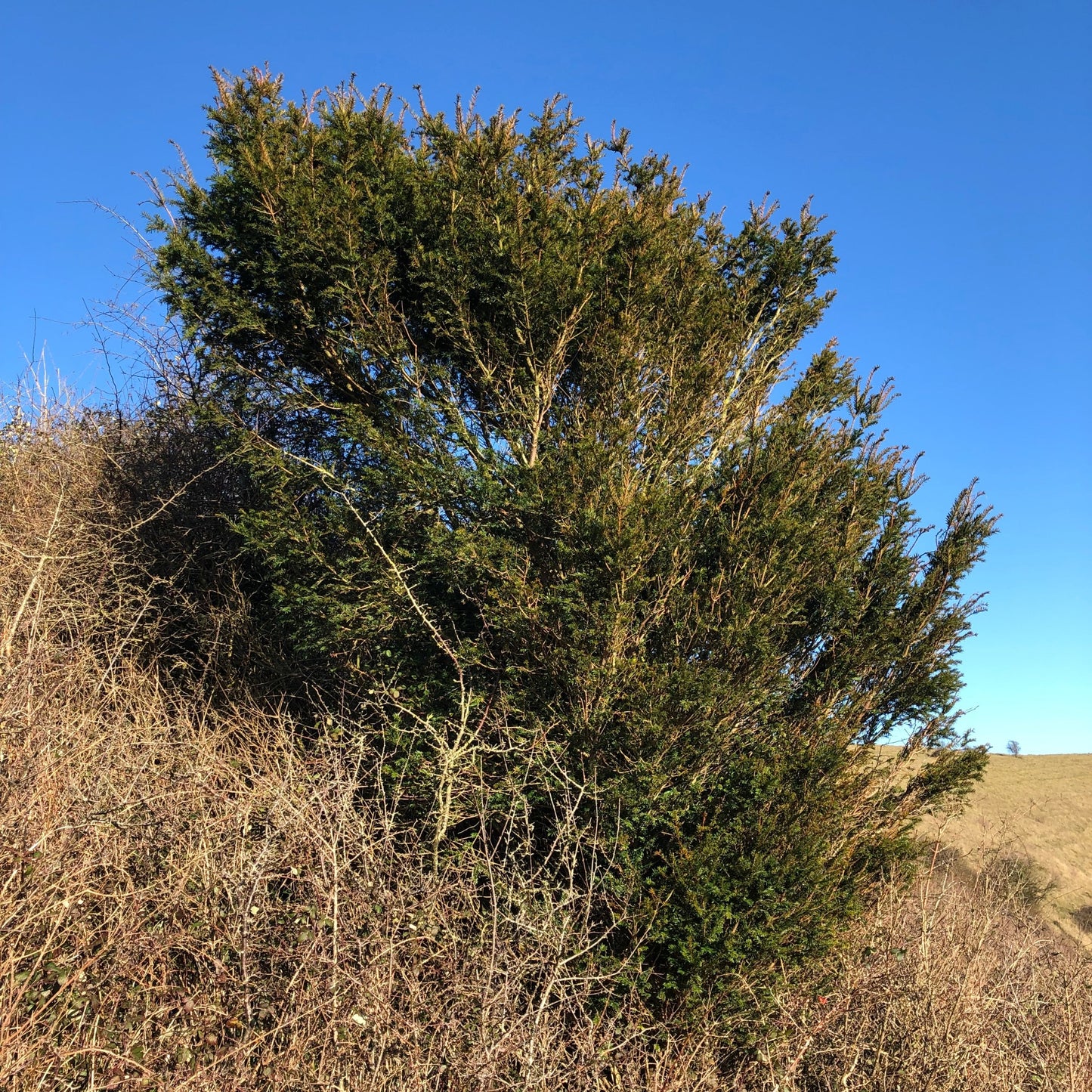 Yew, Wiltshire chalk downland