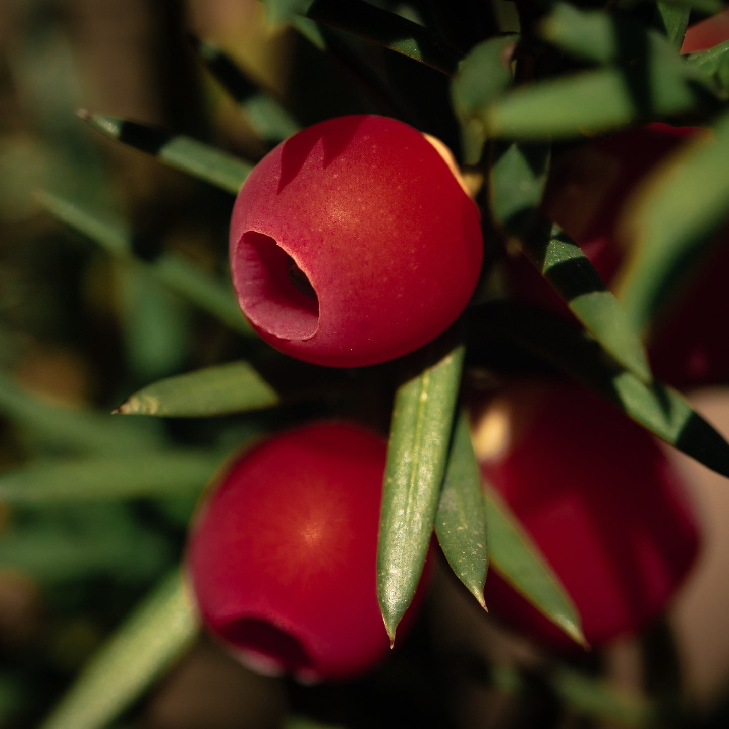 Yew berries