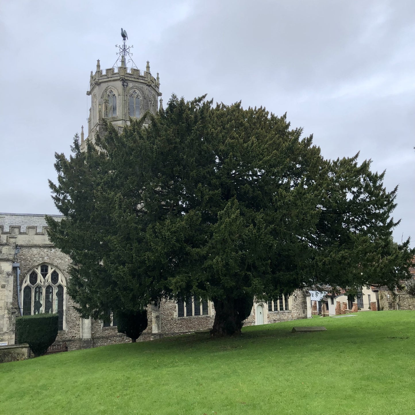 Yew, Colyton, South Devon