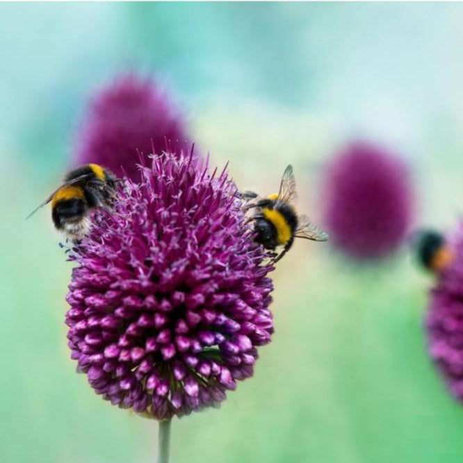 Round-headed Leek (Allium spaerocephalon)