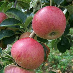 Apple Tree - Somerset Redstreak