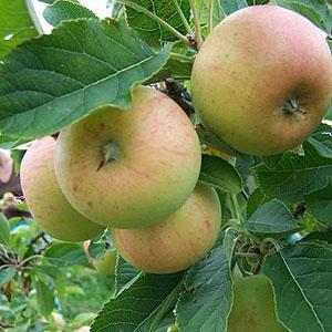 Apple Tree - Sunset