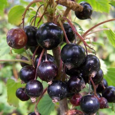 Blackcurrants (Ribes nigrum)