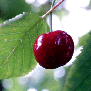 Cherry Tree - Early Rivers