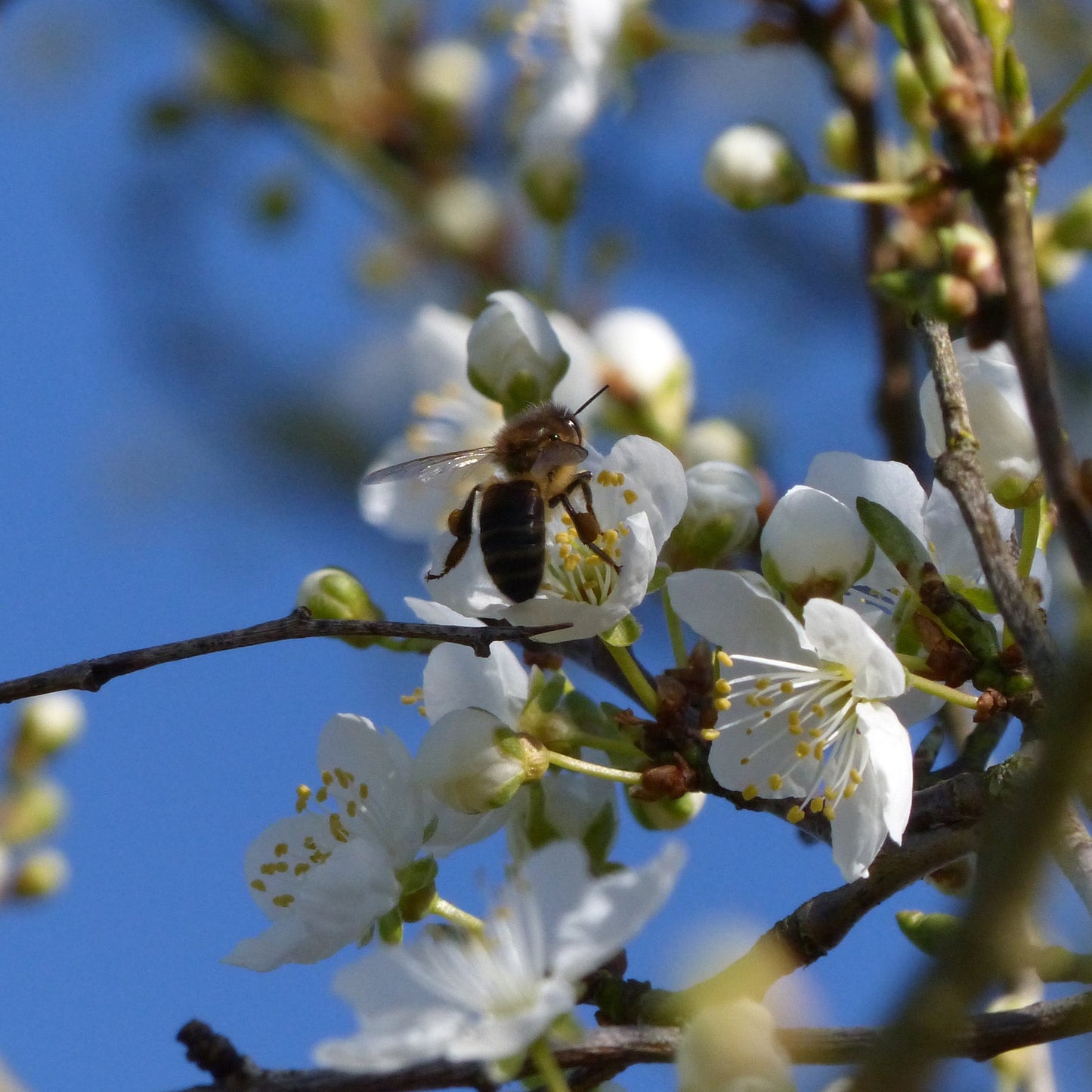 Myrobalan (Prunus cerasifera)