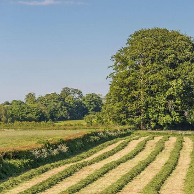 Grazing Meadow Seed Mix