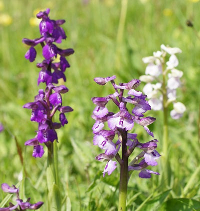 Green-winged orchid