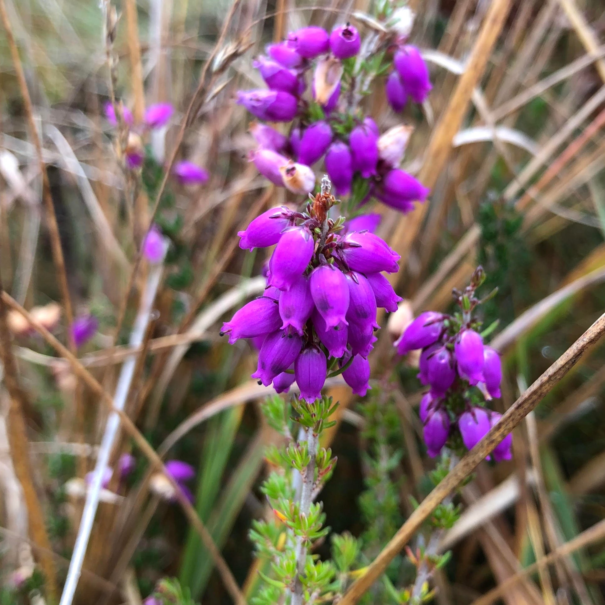 Bell heather, Erica cinerea