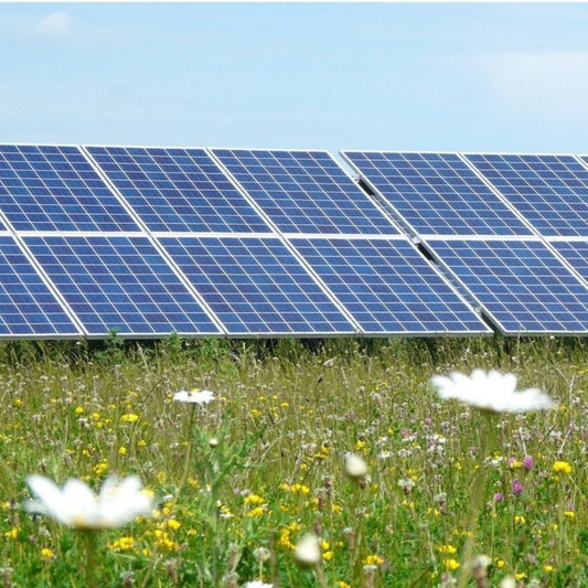 Solar Farm Meadow mix