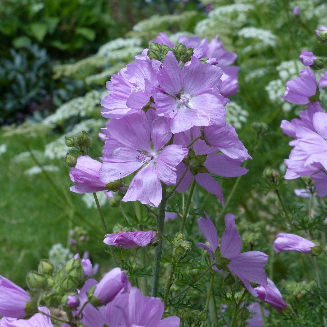 Sandy Soil Wildflower Meadow Seed Mix