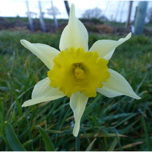 Wild Daffodil (Narcissus pseudonarcissus lobularis)