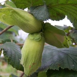 Cobs and Filberts (Corylus avellana and maxima)