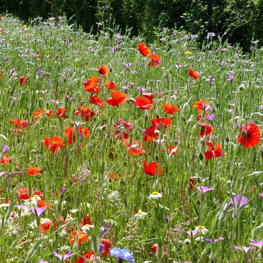 Cornfield annuals