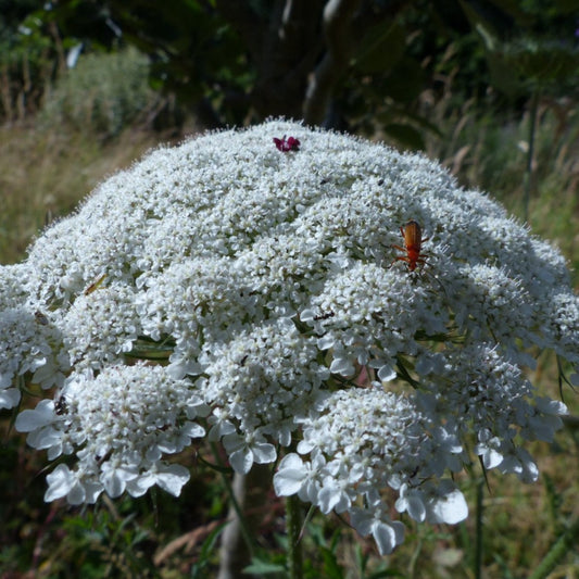 Hedgerow and Light Shade Seed Mix - Including Grasses