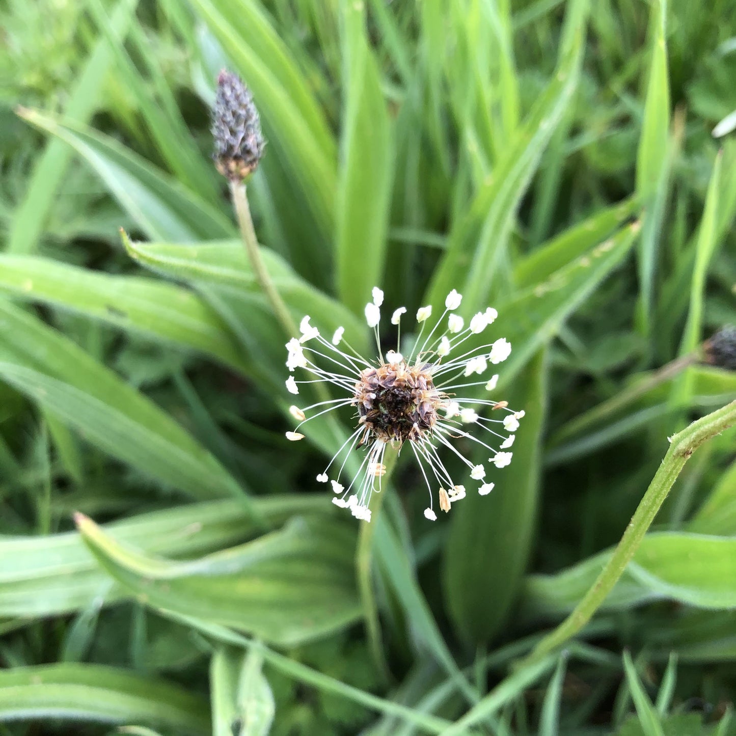 Flowering Lawn Seed Mix - Including Grasses