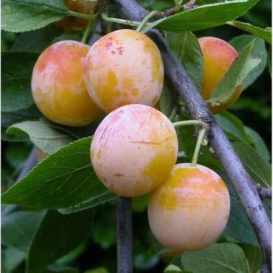 Plum Tree - Mirabelle de Nancy