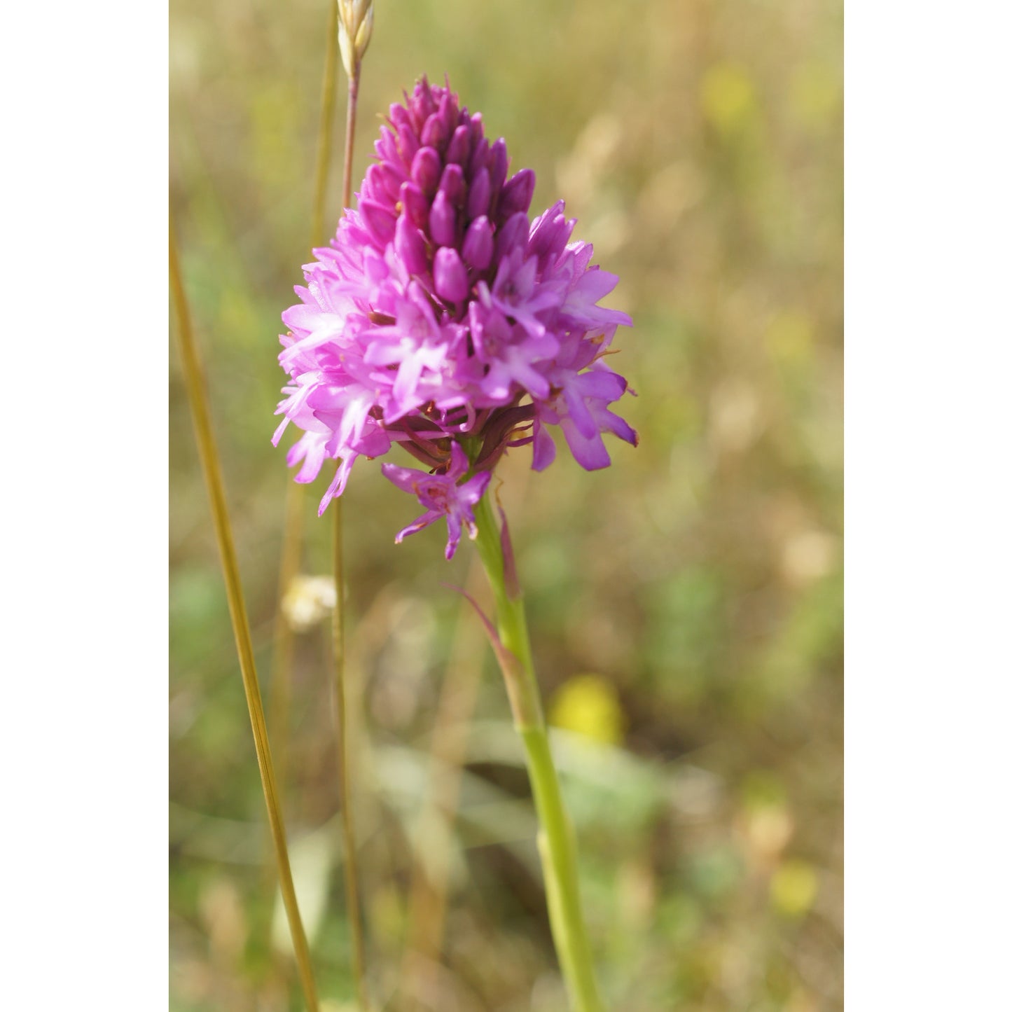 Orchid: Pyramidal (Anacamptis pyramidalis)