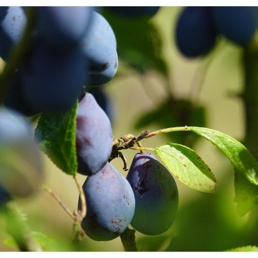 Damson Tree - Shropshire Prune