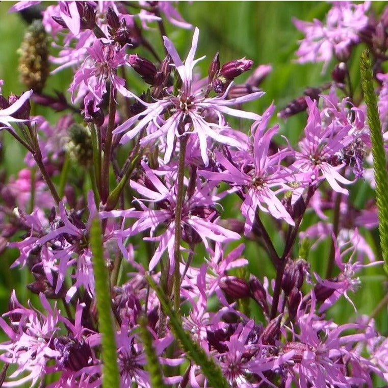 Ragged robin