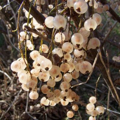 Red Currants and White Currants