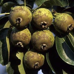 Wild Pear (Pyrus pyraster)